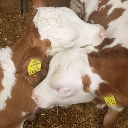 Daire Haus Rappold Mieders