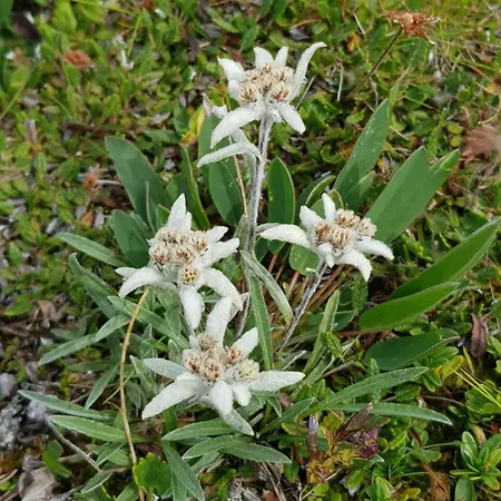 Haus Rappold Daire *