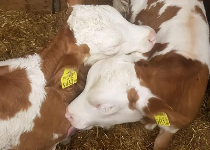 Lägenhet Haus Rappold Mieders