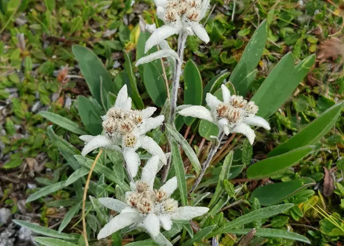 Haus Rappold Lägenhet *